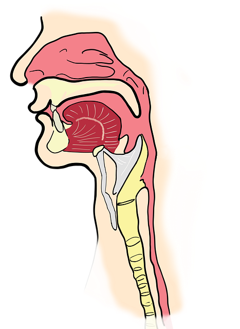 the larynx, the pharynx, anatomy