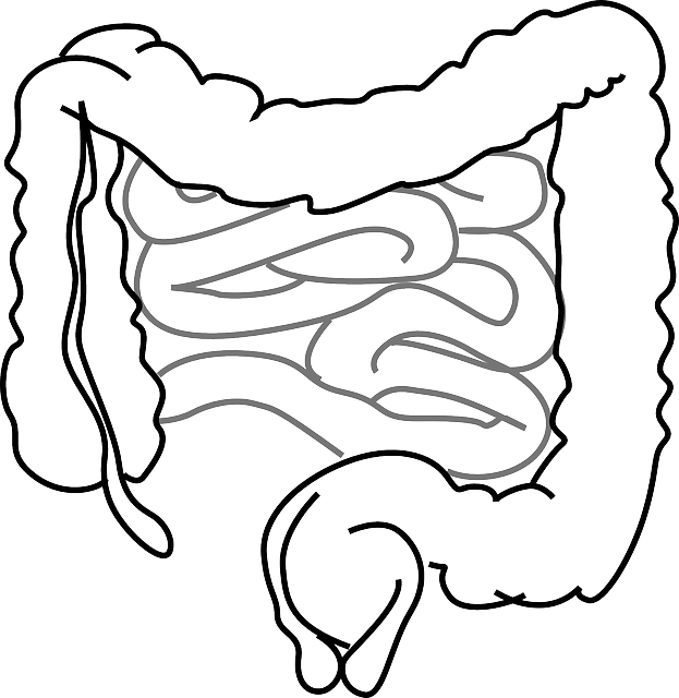 intestines, bowel, guts